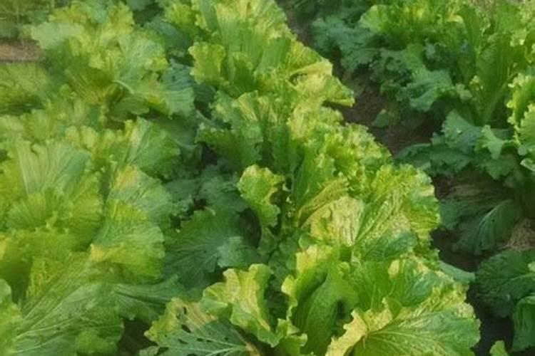 种菜施肥用什么水溶肥料好？