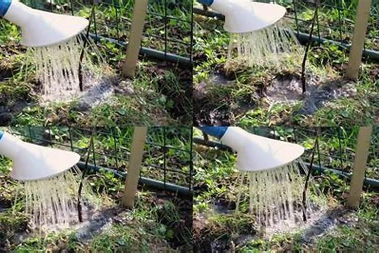 种菜用什么肥料最好