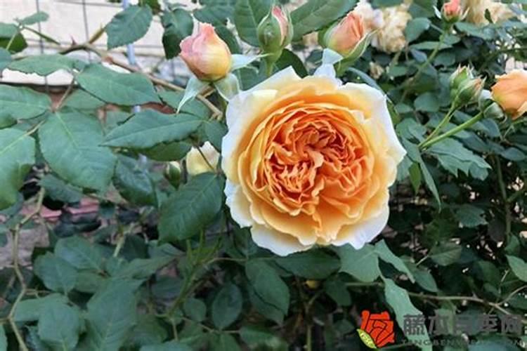 月季花可以用磷酸二氢钾肥吗(月季适合施什么肥料长得好)