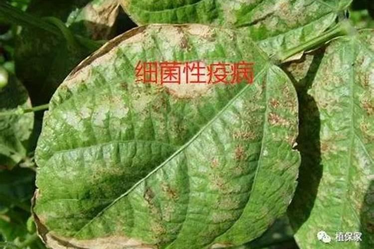 ...病和霜霉病同时发生,喷施什么药能不能加上叶面肥？