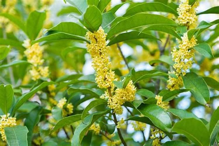 桂花叶子喷什么叶面肥最好