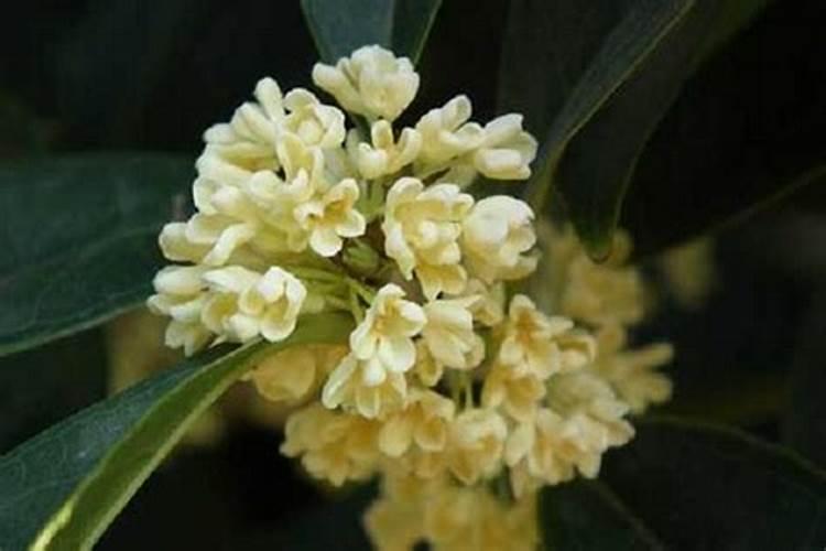 桂花树为什么会干叶 桂花树施肥注意事项