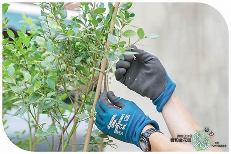 夏季蓝莓要如何修剪 要施什么肥料