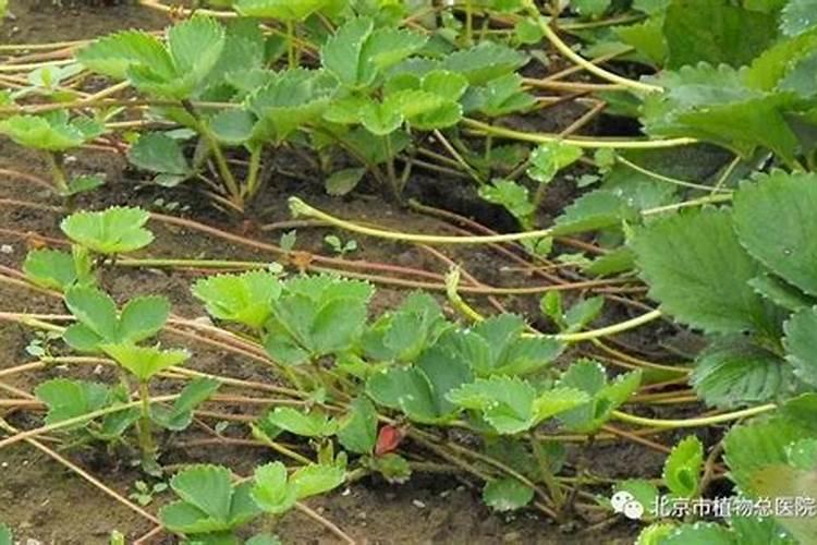 种草莓施什么肥才甜