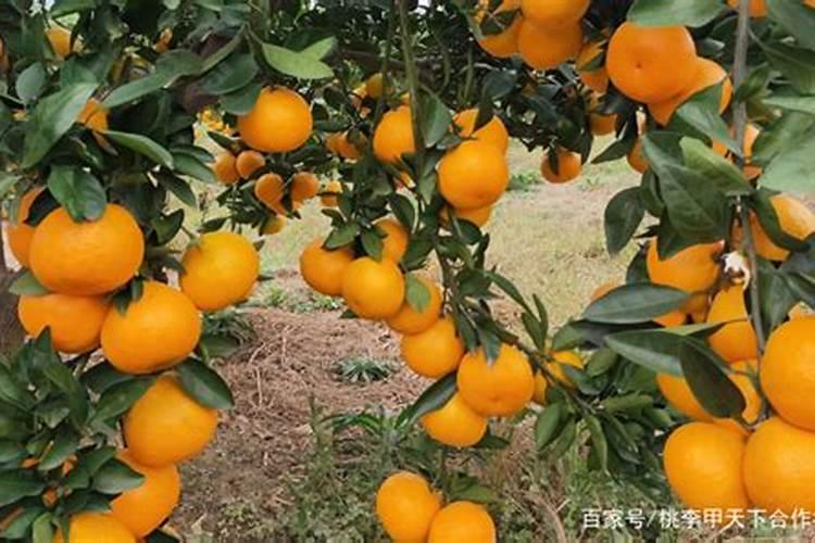 柑橘如何高效施肥用肥