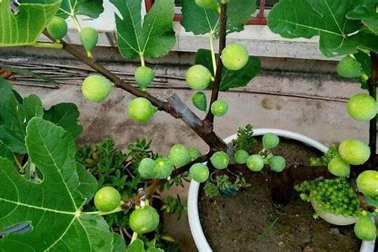 无花果如何施肥 无花果大棚施肥方法及时间