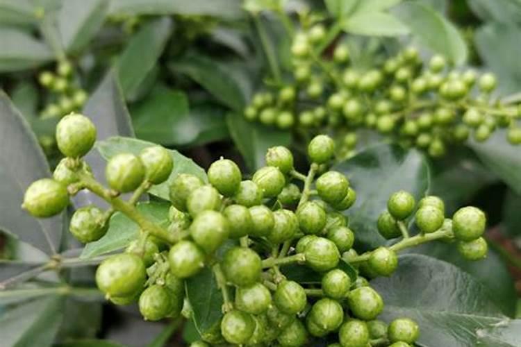 花椒保花保果用什么水溶肥好？花椒用什么肥料长得好？