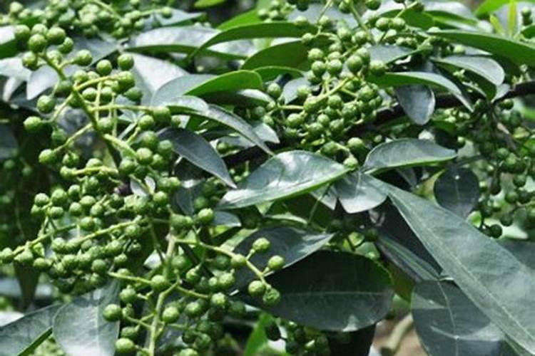 怎样做才能让花椒丰收呢