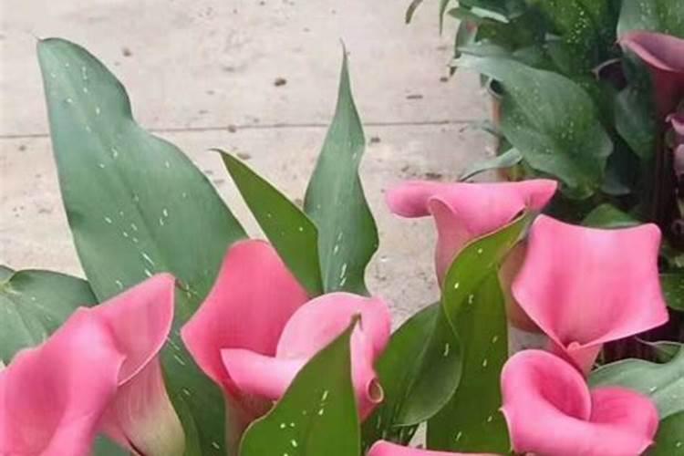 马蹄丰产方法有哪些 告诉你几个优质的栽培技术