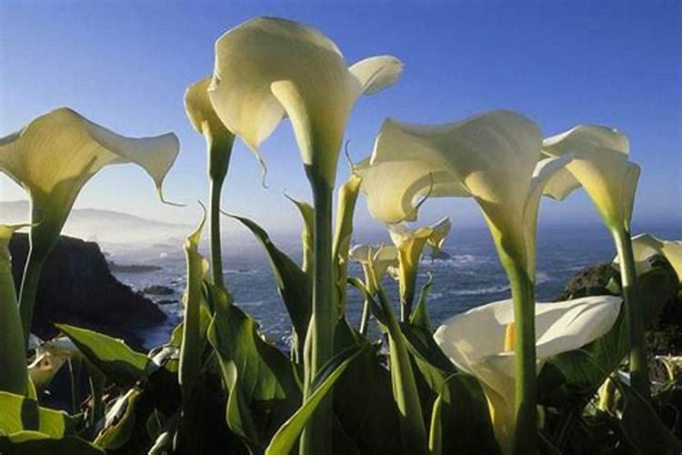 马蹄丰产方法有哪些