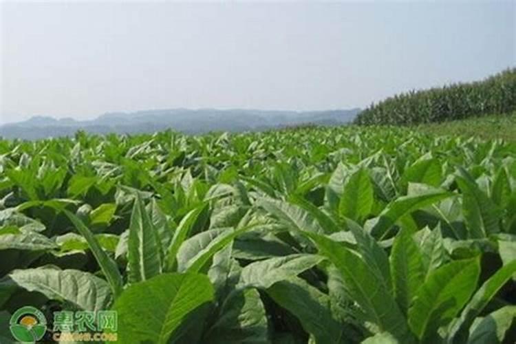 烟草专用肥厂家批发？烤烟用那种肥料效果好？促花保果抗病肥调色师!