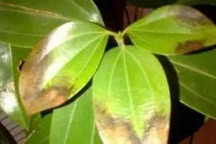什么肥料能使叶子黑绿、用什么肥叶片发厚发绿