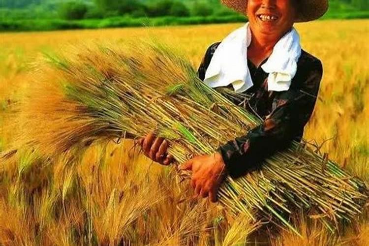 芸苔素对大蒜上的作用