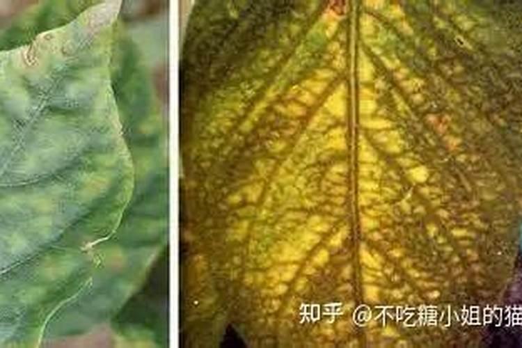 果树怎样剪枝最好