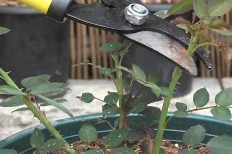 月季夏季施肥时间和方法