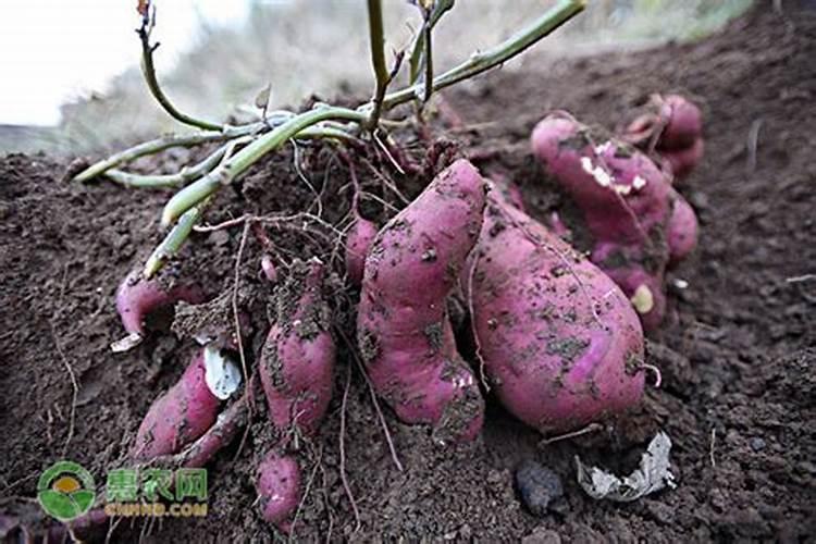 红薯根部增大要用什么肥料？红薯用什么水溶肥产量高？