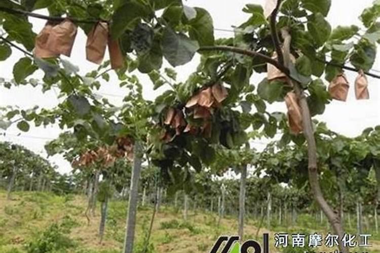 猕猴桃保花保果用什么水溶肥好？保花保果专用叶面肥？