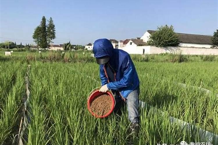 地瓜种植时间方法及管理