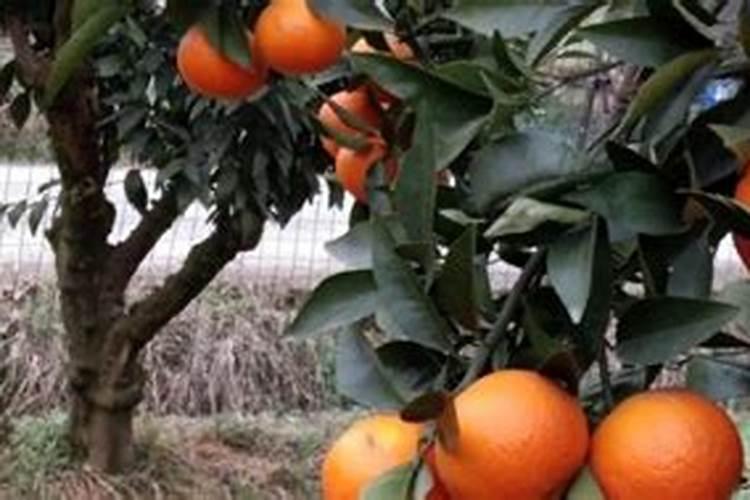 沃柑用什么肥料最好