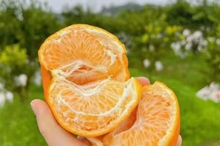 粑粑柑是哪里产的