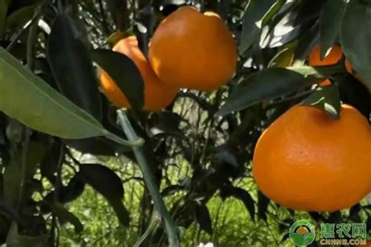 耙耙柑产地在哪里