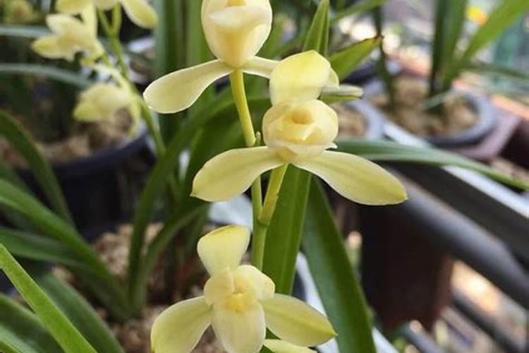 浇水加2滴这东西,3天黄叶变绿叶!