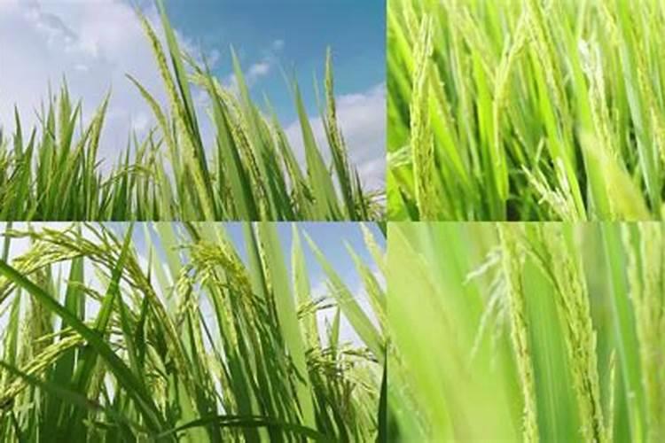 水溶肥灌浆期能施肥吗