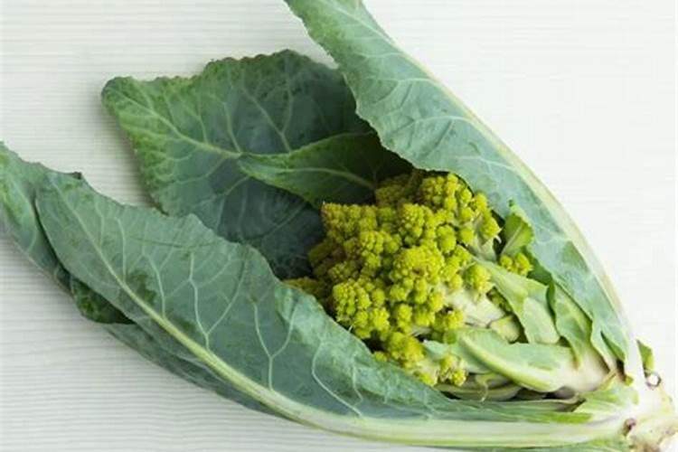 青花菜空茎有办法防治吗 怎么解决花椰菜病害
