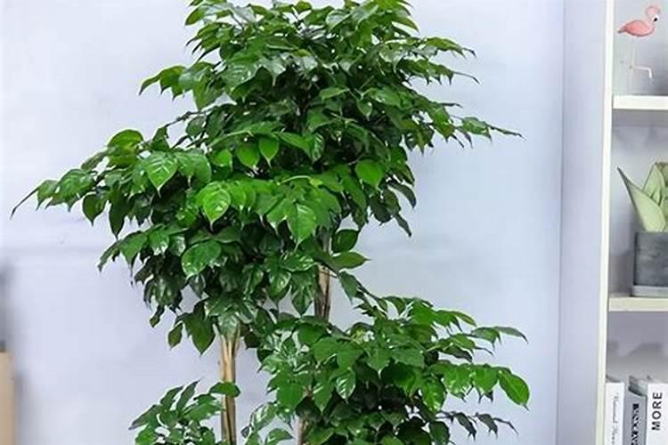 幸福树叶子每天都掉怎么办啊