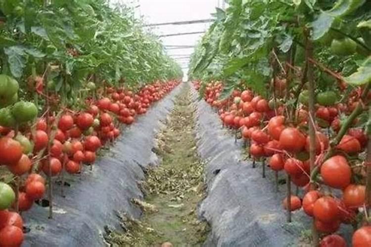 大棚西红柿施肥技术