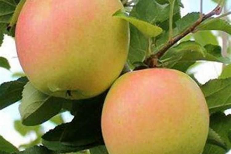 红富士苹果膨大期怎么施肥