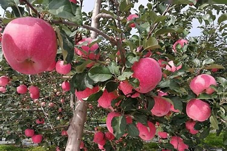 几月份会是苹果开启二次膨胀的时间