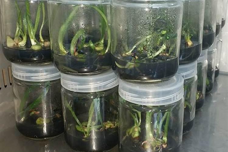 小球藻在家怎么培养