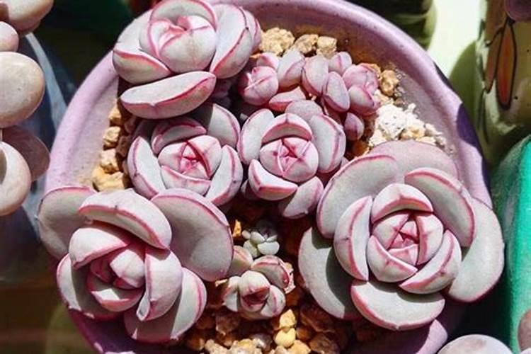 小球玫瑰如何施肥