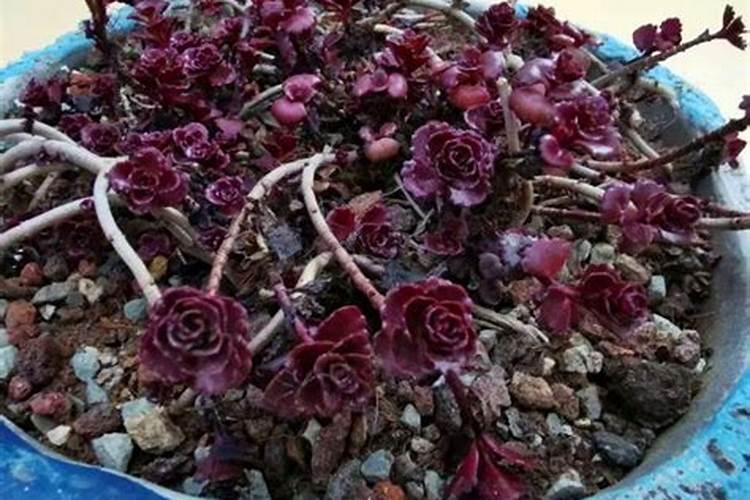 小球玫瑰怎么养