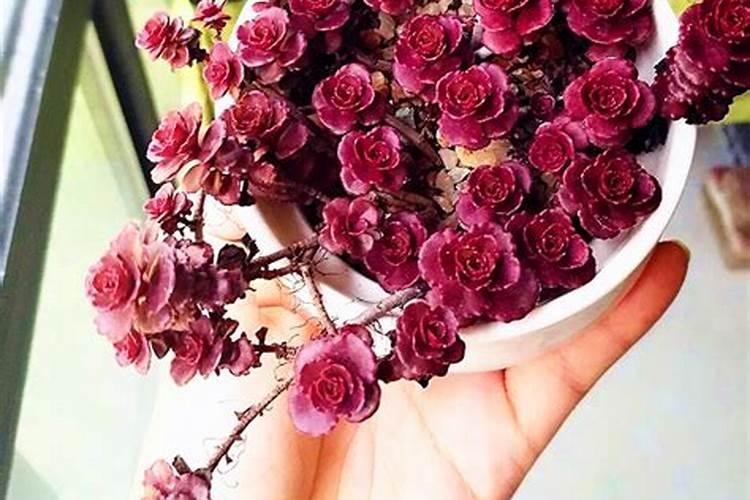 小球玫瑰怎么养爆盆