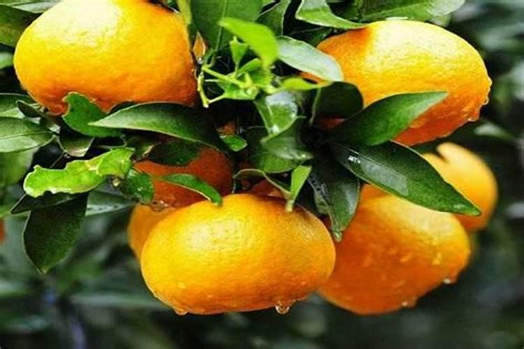 果树增甜叶面肥有哪些品牌,沃柑保花保果防裂,什么时间施肥好？