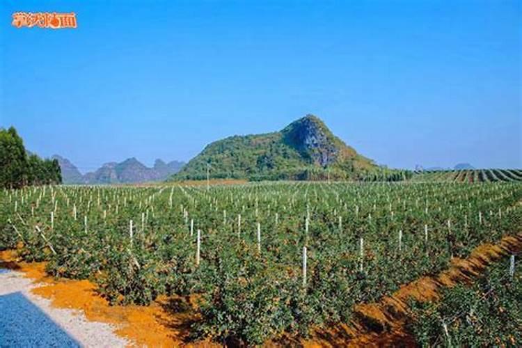 沃柑施什么肥最甜