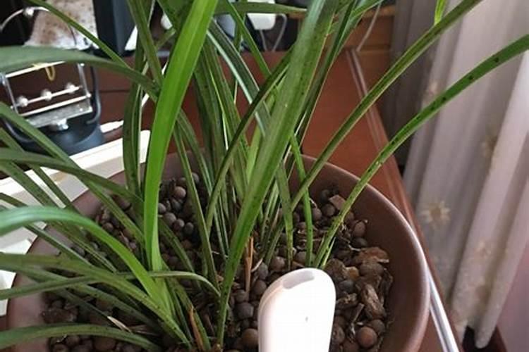 番茄种植比拼的不是产量,如何让它增加糖度提升口感才是关键蔬菜百度知 ...