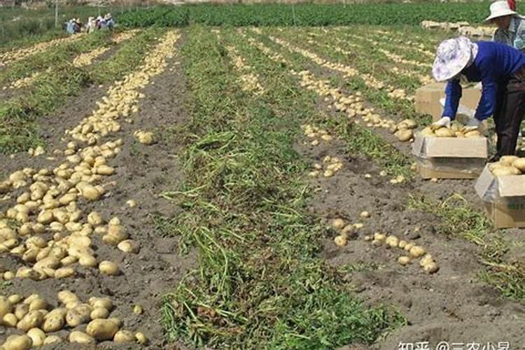 种植马铃薯需要在什么时候施肥