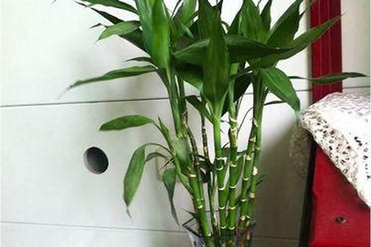 富贵竹浇什么肥料合适