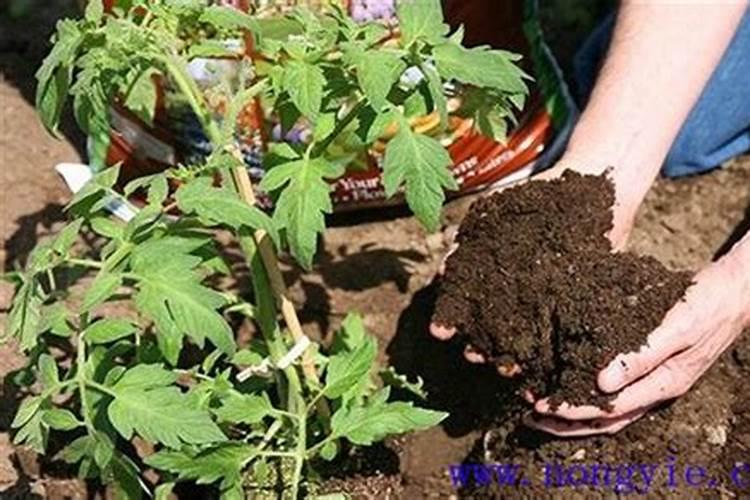 使用生物有机肥有什么好处