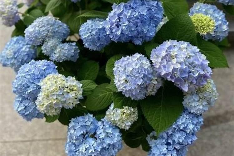 绣球花怎么施肥