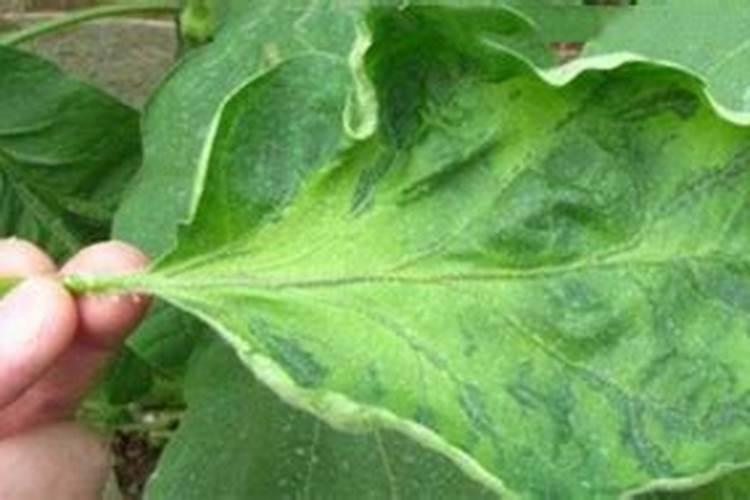 含腐植酸水溶肥的科学使用与注意事项？？