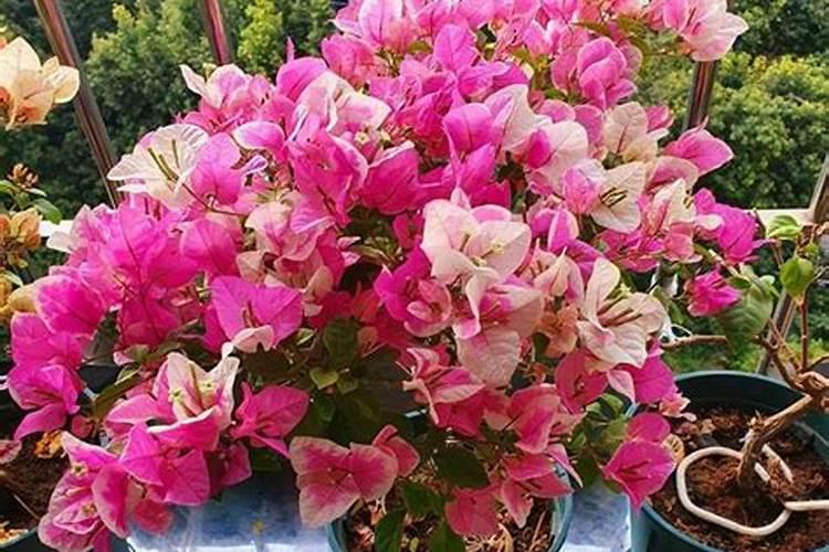 光杆三角梅最迟什么时候发芽;怎样促进三角梅发芽