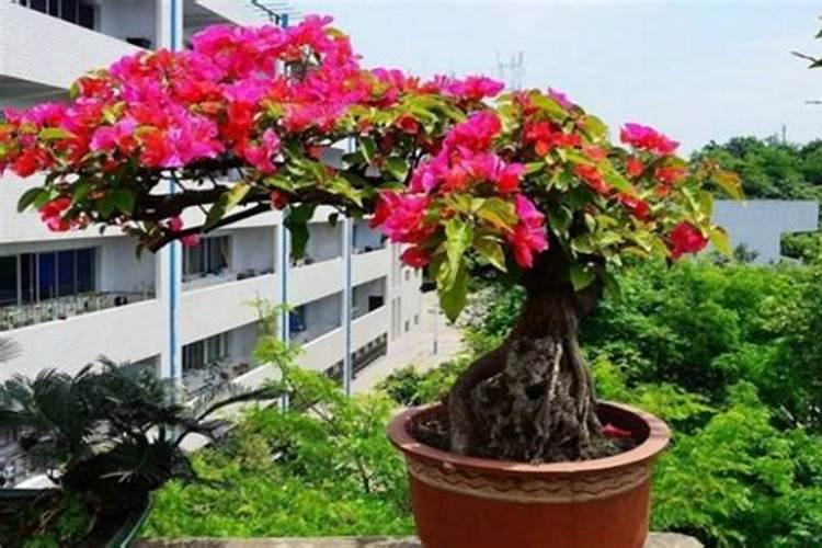 三角梅冬天都变成光杆了怎么办  三角梅光秃秃的怎么办