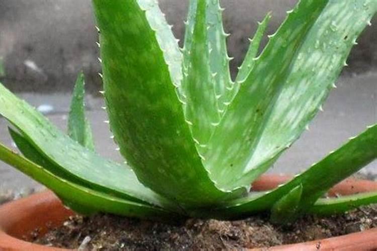 芦荟施肥方法,用什么肥好