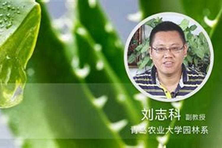 芦荟施什么肥最好