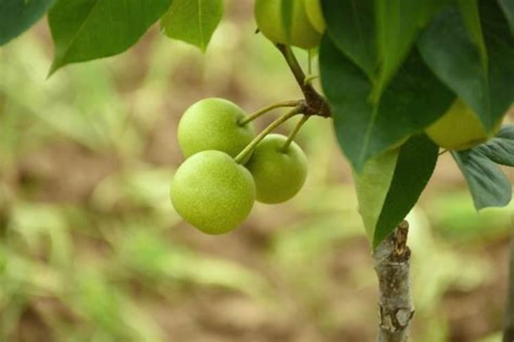 如何种植海棠？