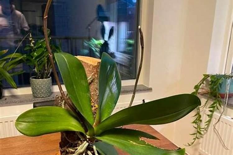 蝴蝶兰可施氮肥吗